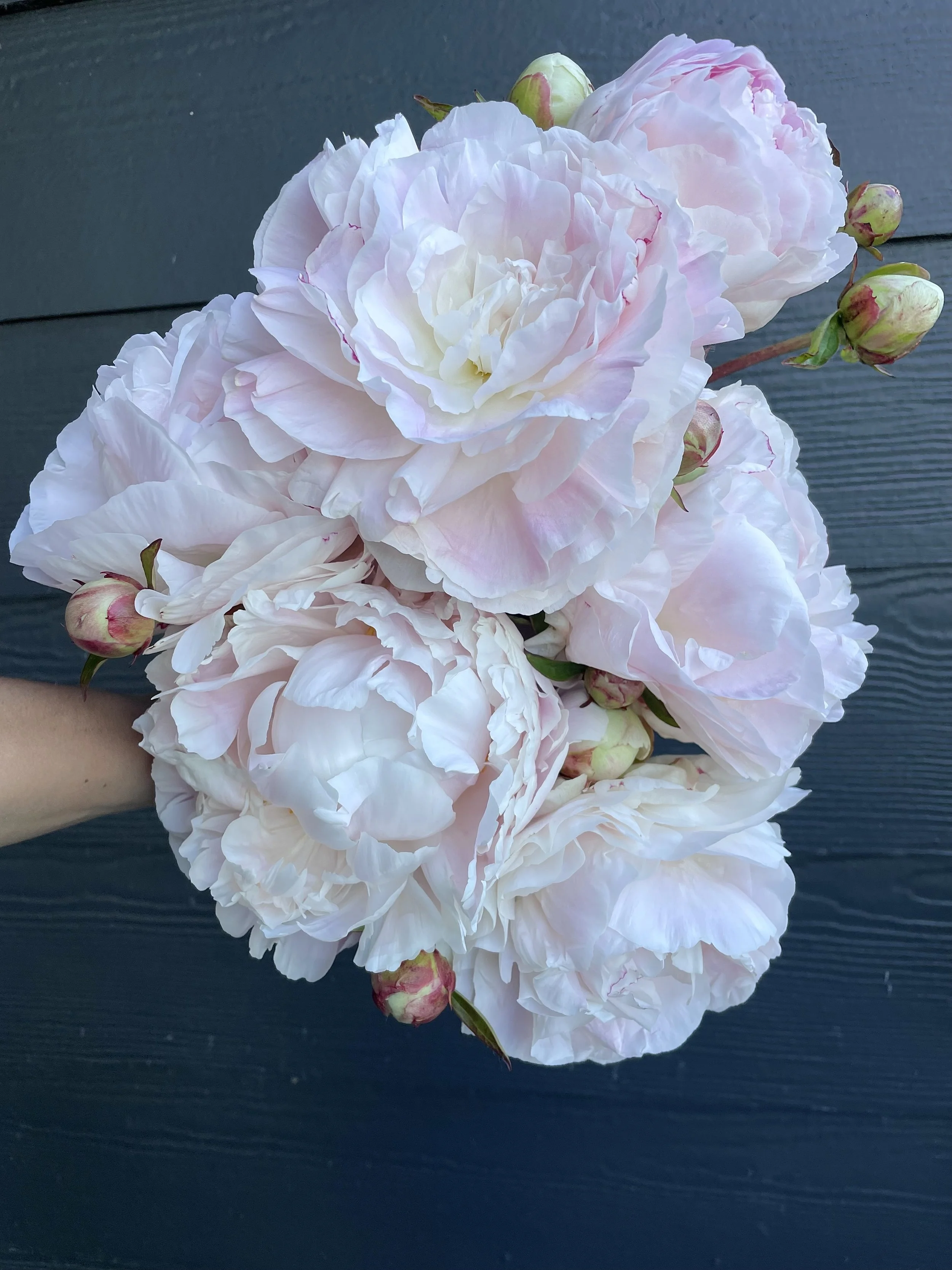 peony4.jpg