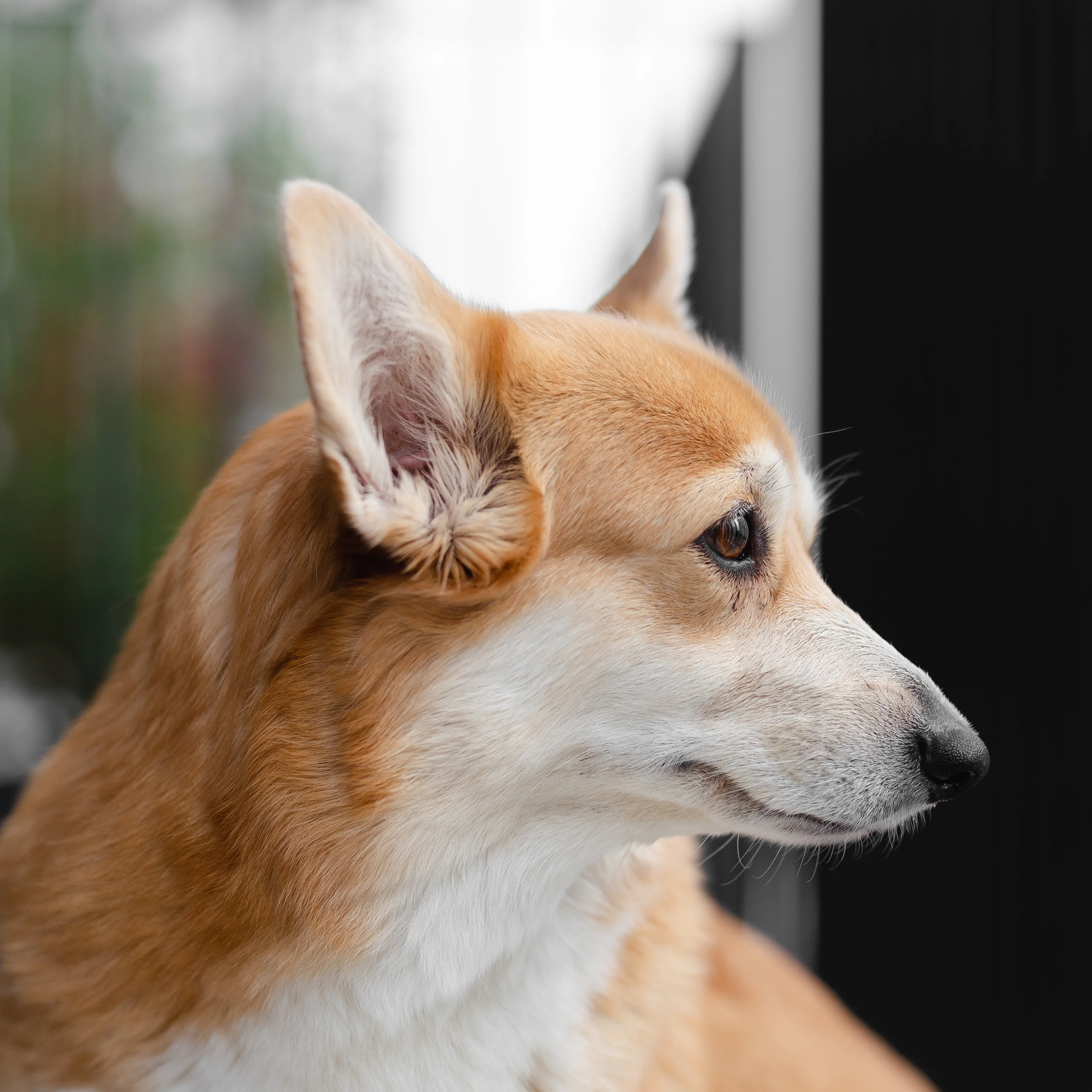 My dog (and photomodel) Tessa.