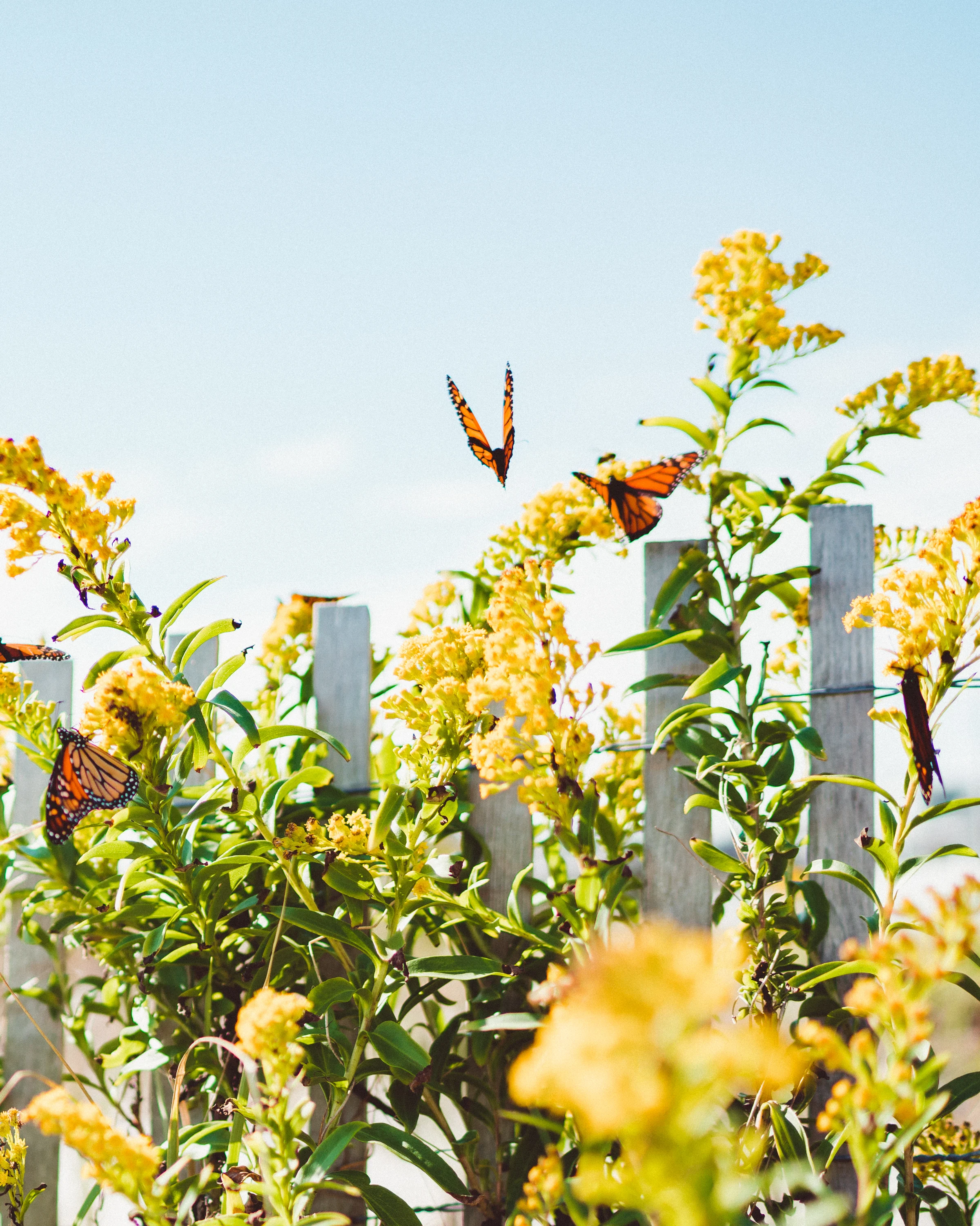 Butterflys-7 copy.jpg