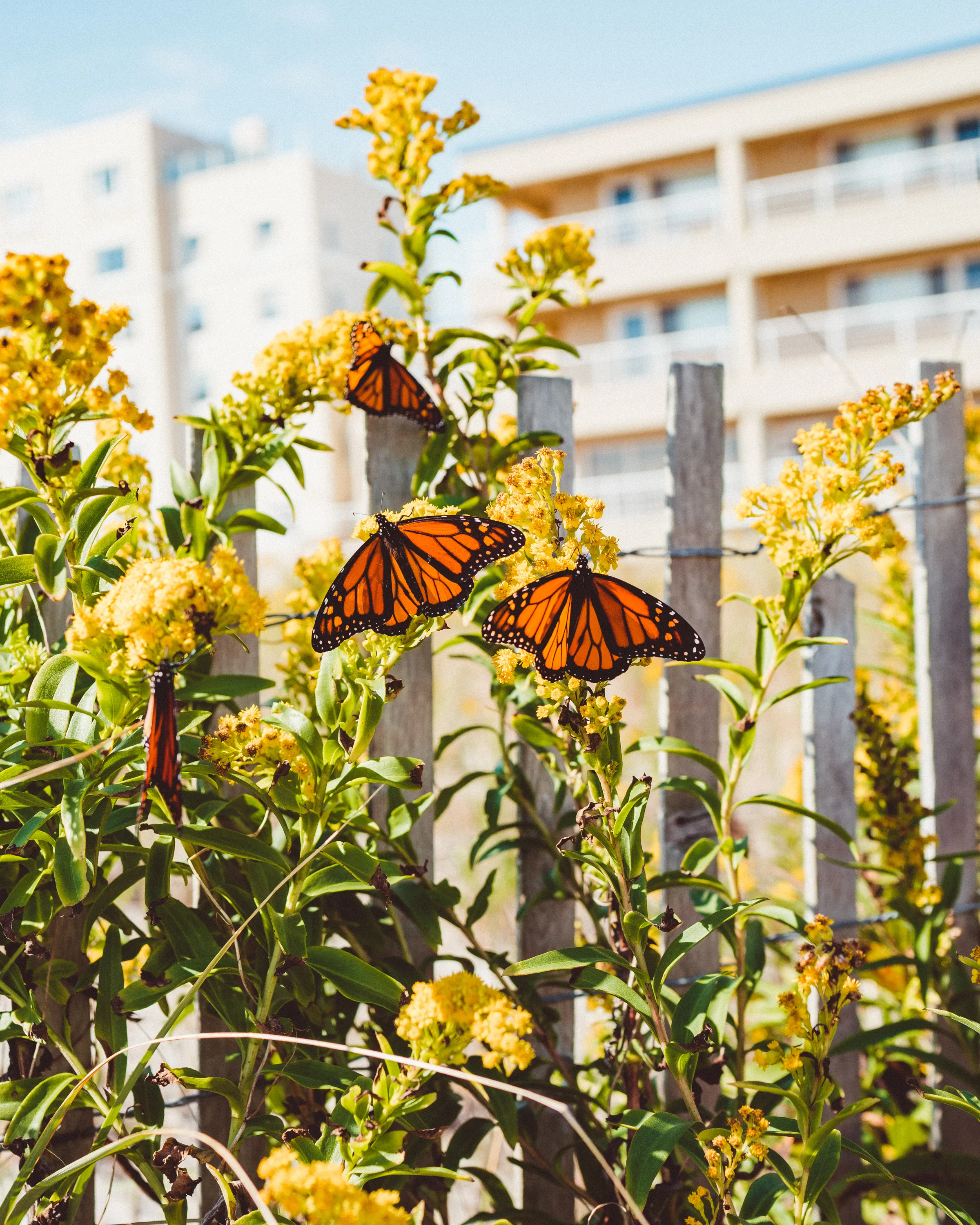 Butterflys-4 copy.jpg