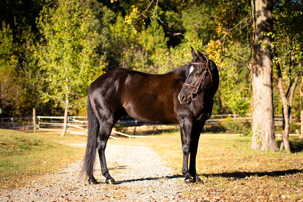 Sales & Importing — Haverhill