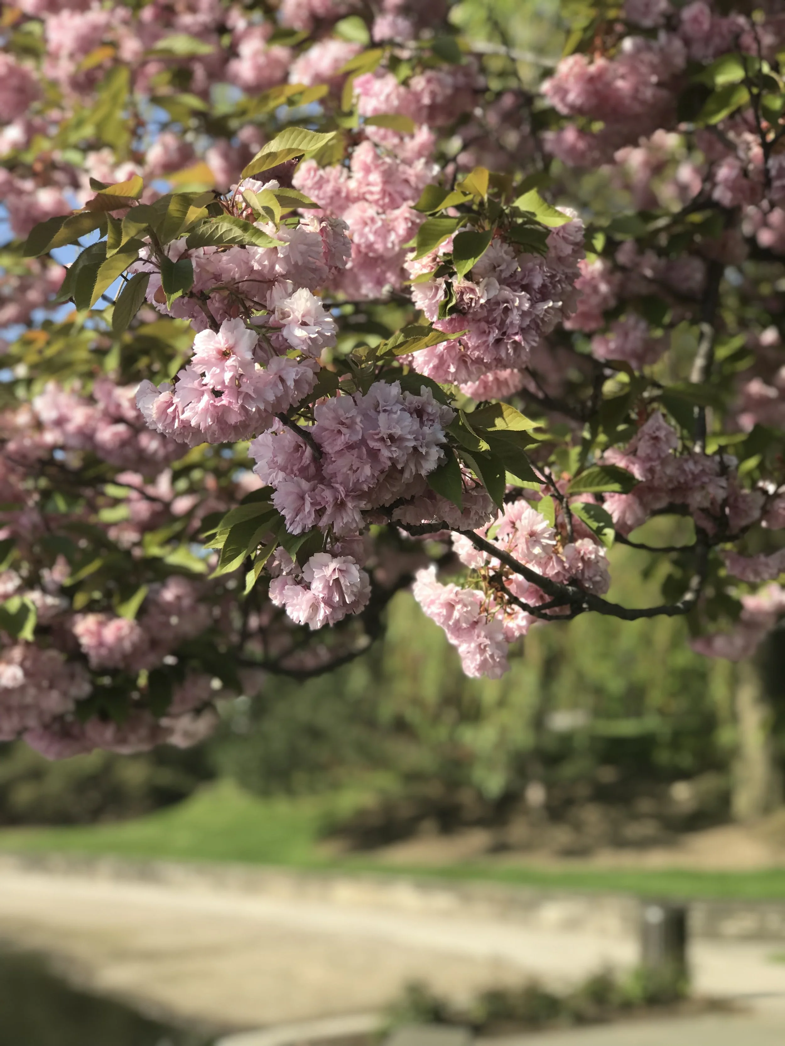 Spring 2019//Rooted Moment 1