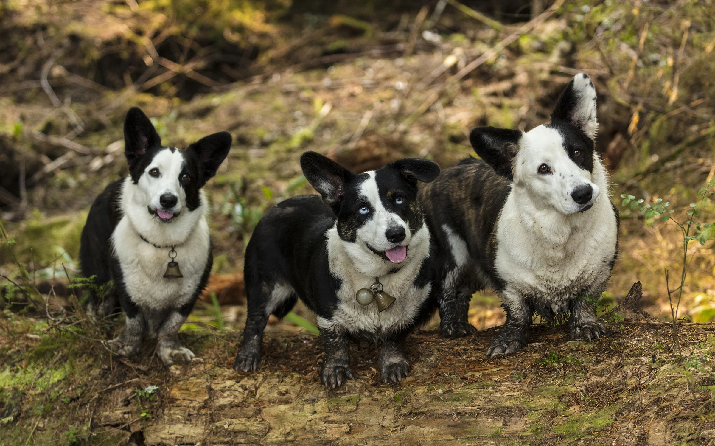 Corgis.jpg