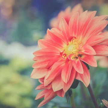 Grace Fukuko Takeuchi