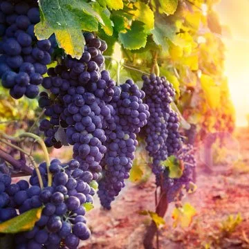 Veronica Sabrina Segura