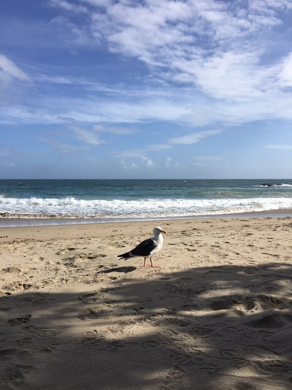 Scanning the coasts and surveying the seagull wing spanning oceans of pop; press photo via Week in Pop.