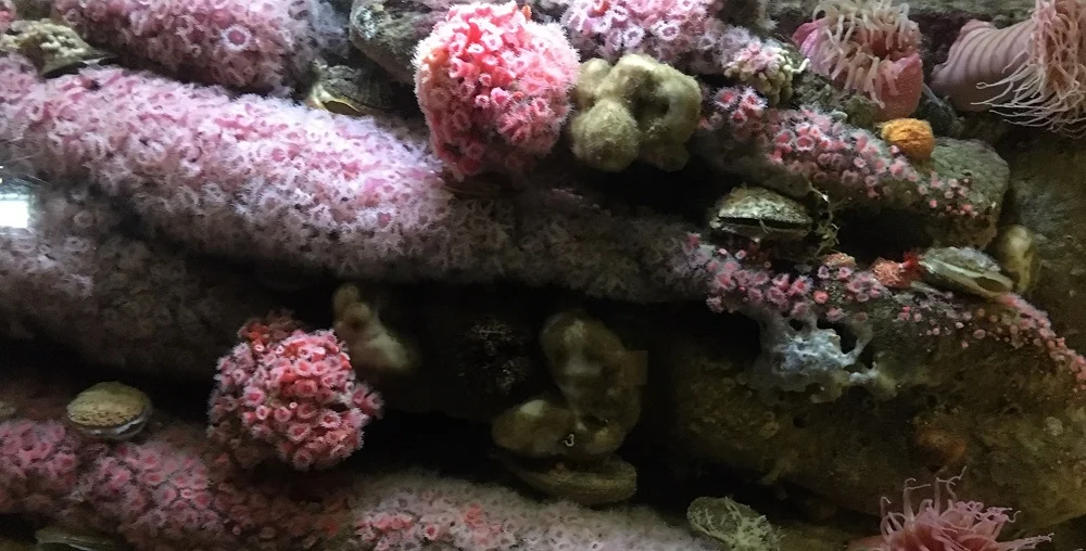 Aquatic embraces in the autumn season of Aries