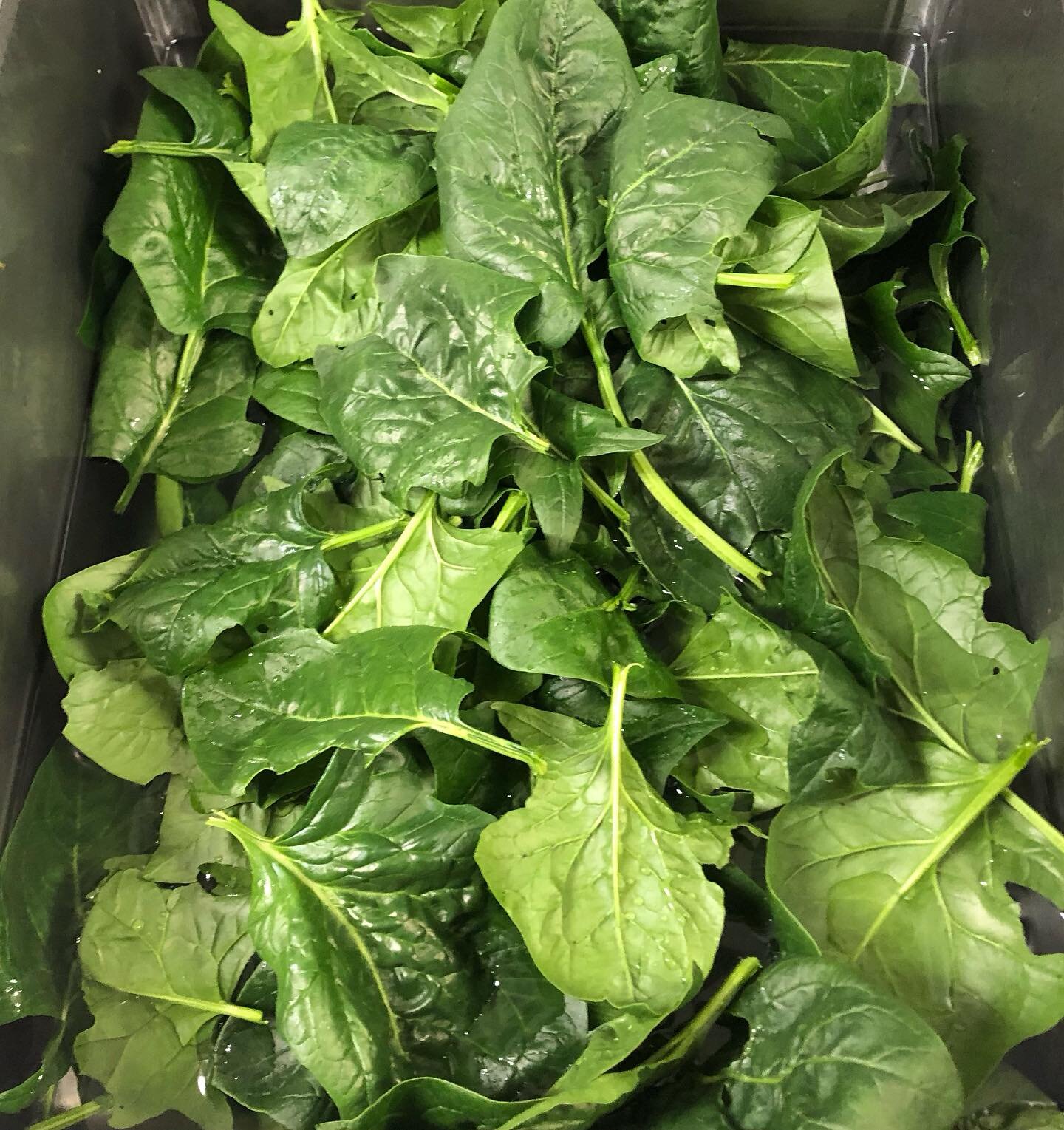Loaded with fresh spinach and baby kale (and a bit of salad mixes, garlic, preserves, honey etc.) this afternoon 4-6.