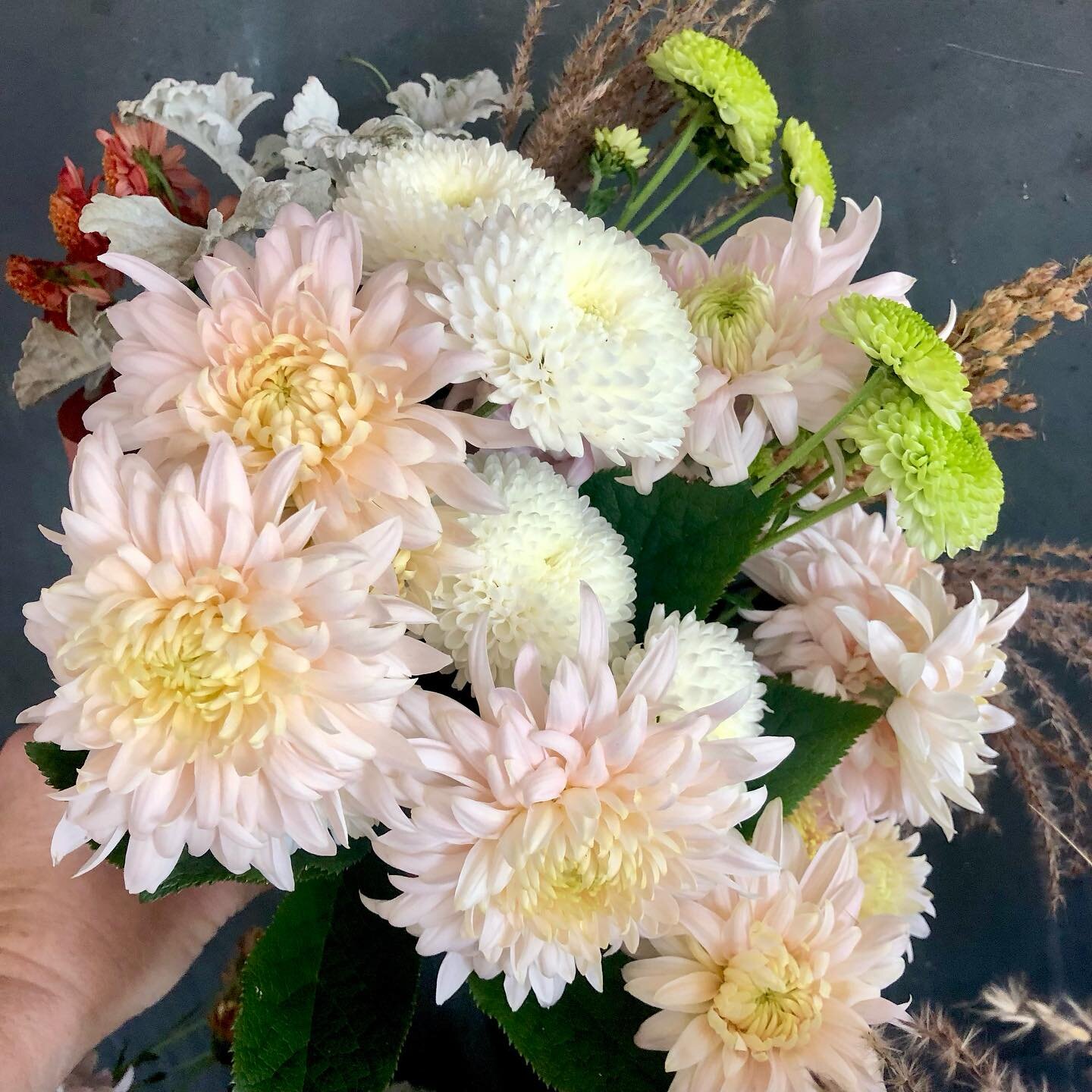 Our last fresh blooms of the year are the heirloom chrysanthemums&hellip; beautiful, great vase life.  Also today in the farmstand, lots of salad greens, spinach, kale, carrots, leeks and squash. Open 4-6 today.
