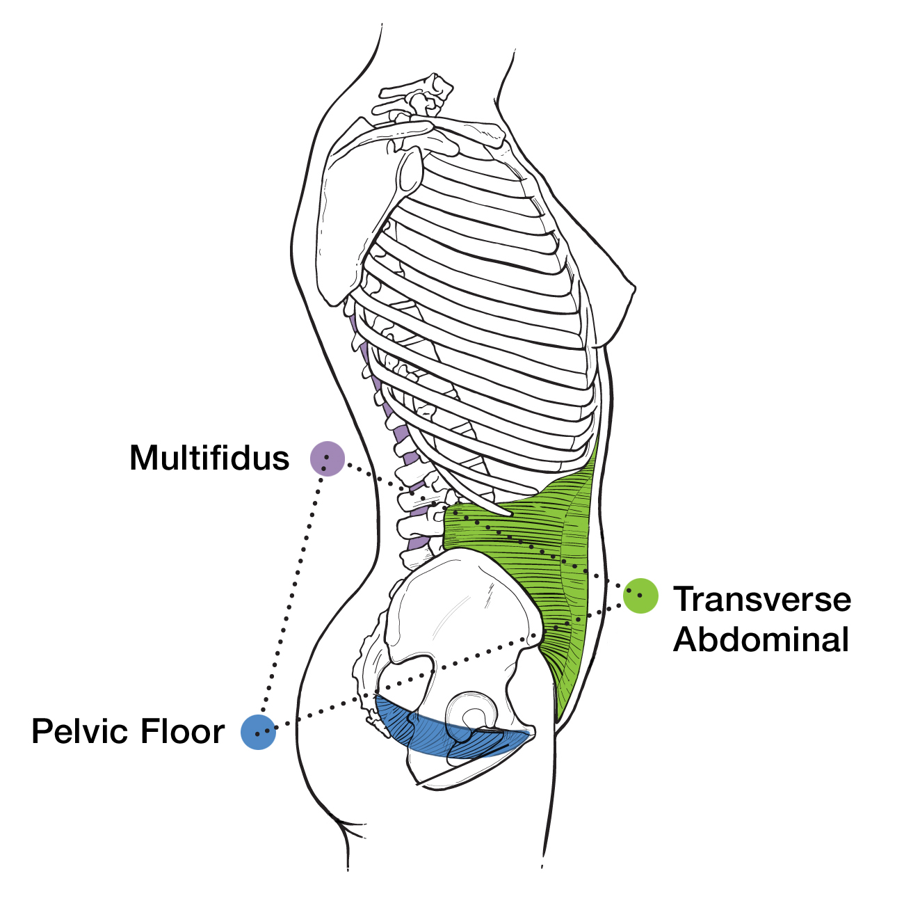 pelvic_pyramid.png