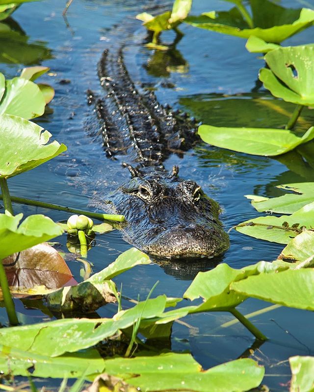 Although this guy looks like he's eyeing up my camera as his next meal, it's unlikely he even knew I was there. Alligators can not see straight in front of them, only out to either side. Just one of the many fun facts I learned exploring in the Everg