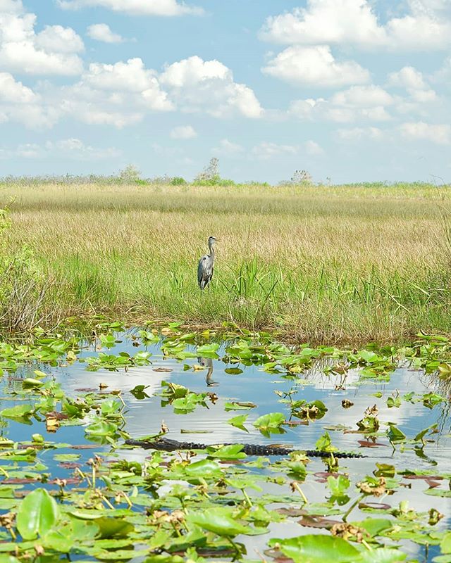 Of all the national parks I have been to, I saw the most wildlife in Everglades. Everywhere you looked there were creatures above and below the surface.
:
:
#everglades #evergladesnationalpark #florida #swampland #alligator #natgeo #natgeo100contest 