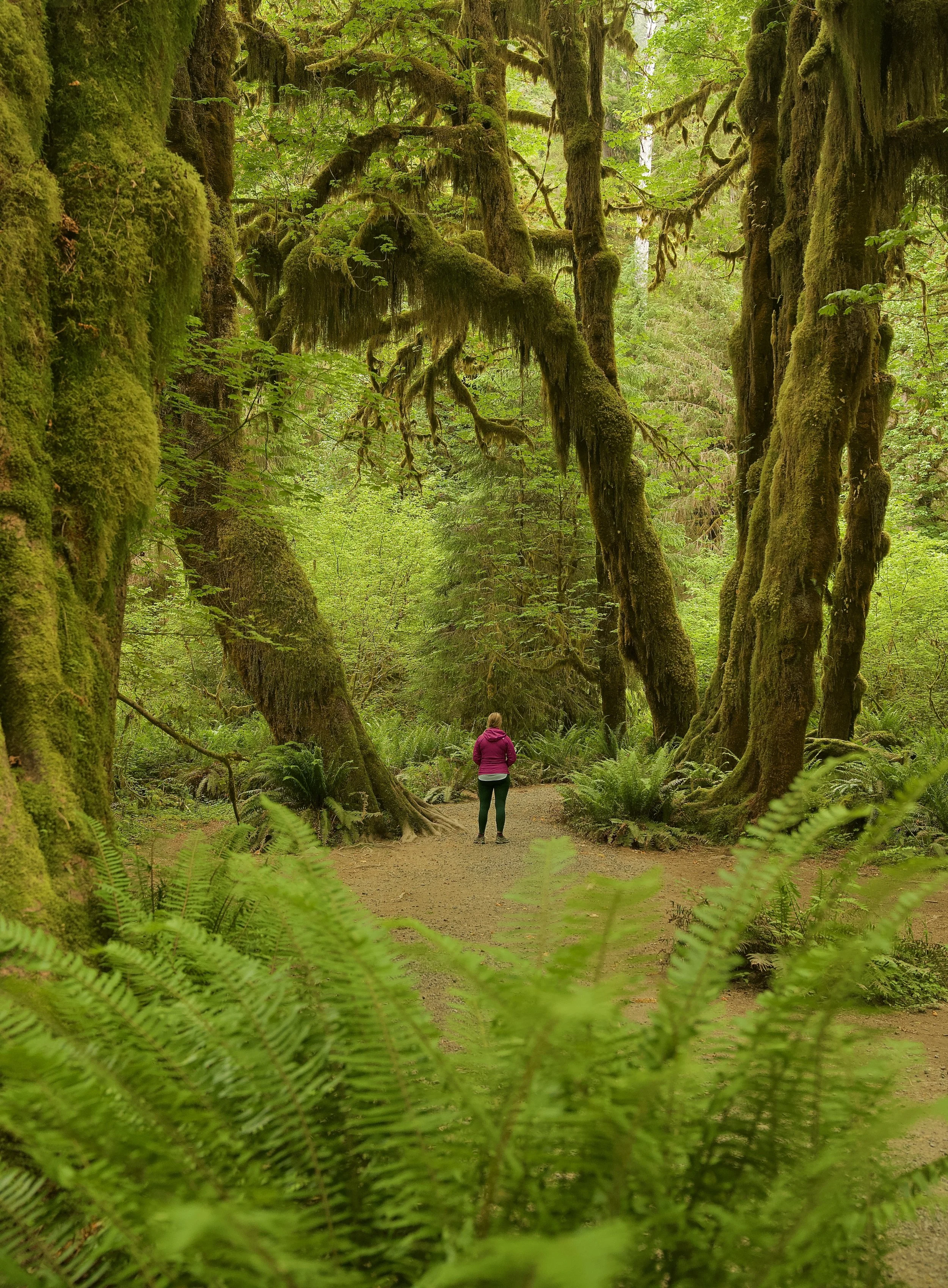 Olympic &amp; Mt. Rainier National Parks
