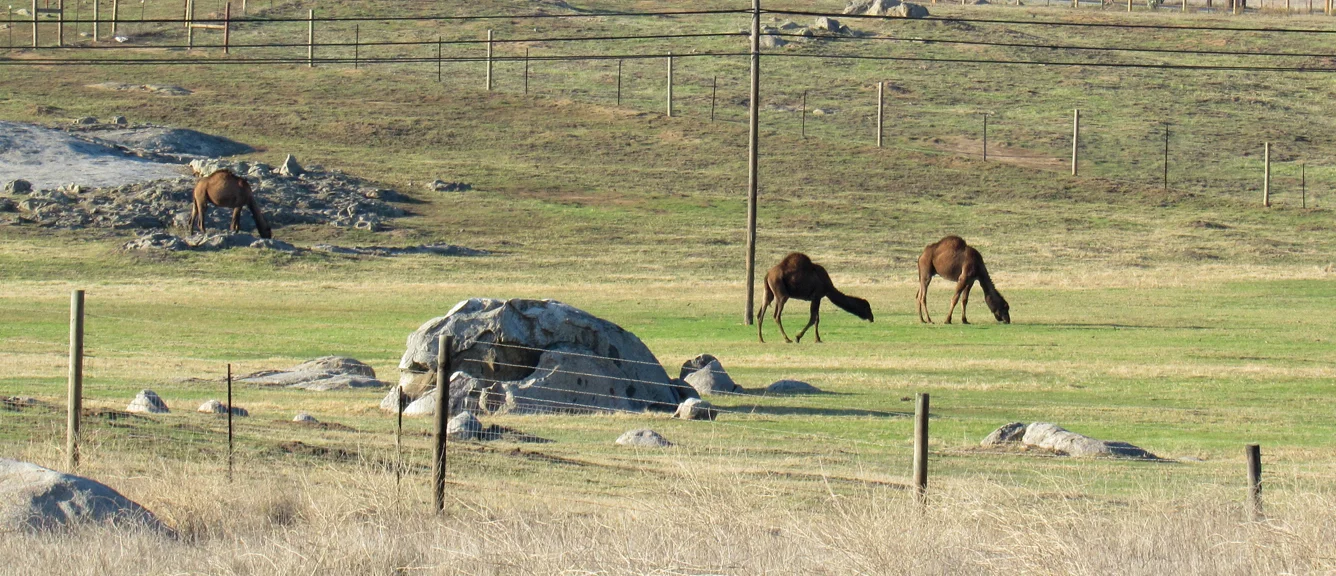 Seen from a distance, Oasis Camel Dairy’s residents are still big enough to attract attention. Photos by Charlene Pulsonetti