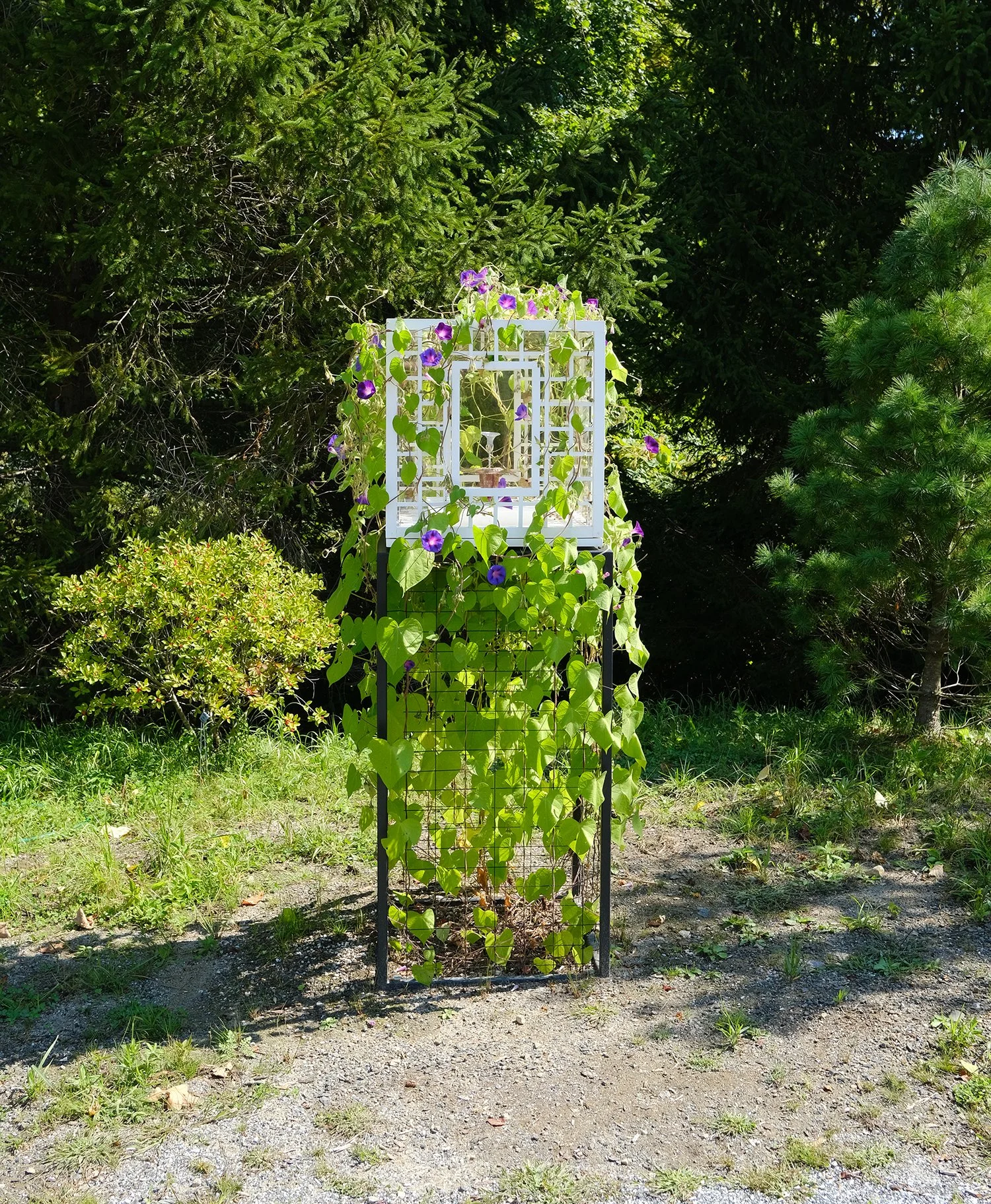  Obelisk (Anew), 2024. cremated morning glory, rare earth elements, ceramic, resin, steel, acrylic, maple. 