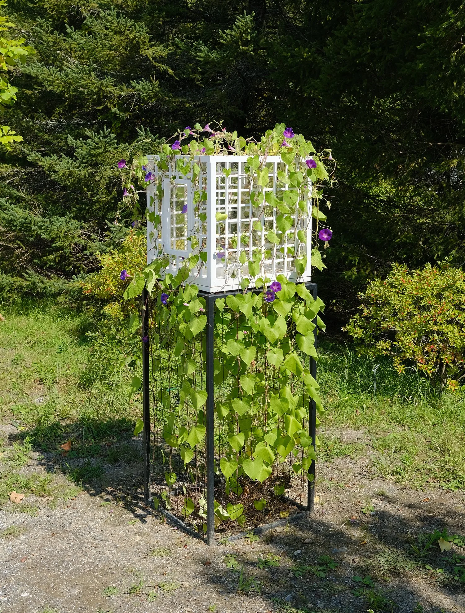  Obelisk (Anew), 2024. cremated morning glory, rare earth elements, ceramic, resin, steel, acrylic, maple. 