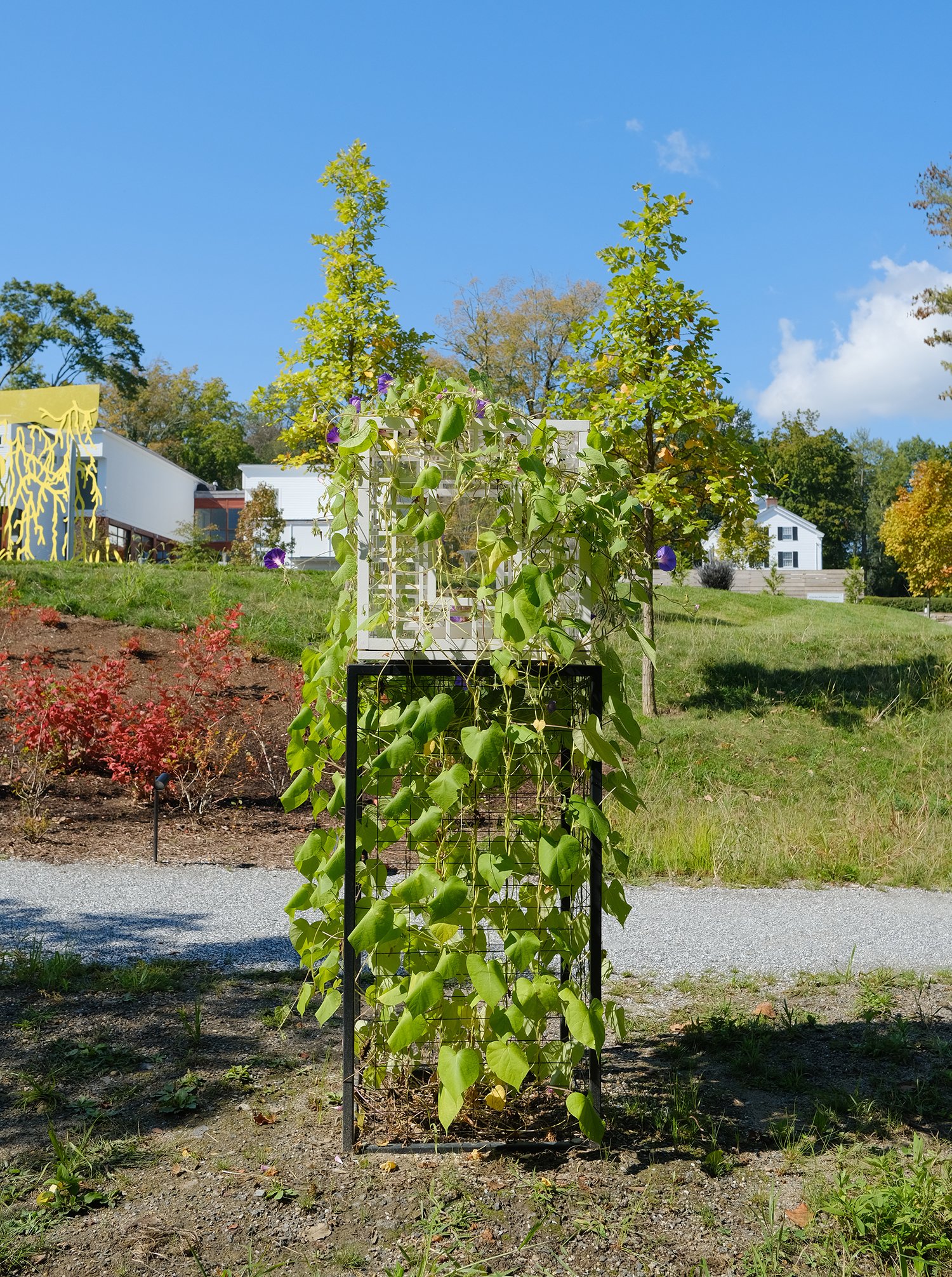  Obelisk (Anew), 2024. cremated morning glory, rare earth elements, ceramic, resin, steel, acrylic, maple. 