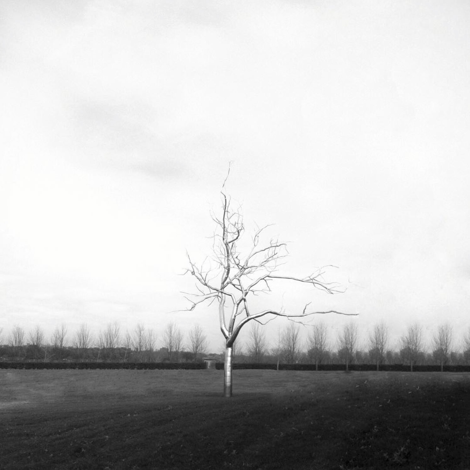 Metal Tree.jpg