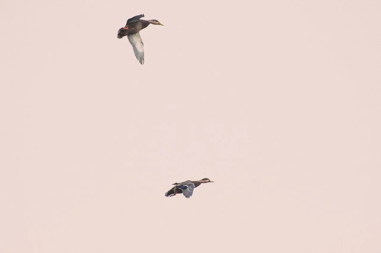 20150211_DUCKS_080-20160202115356.jpg