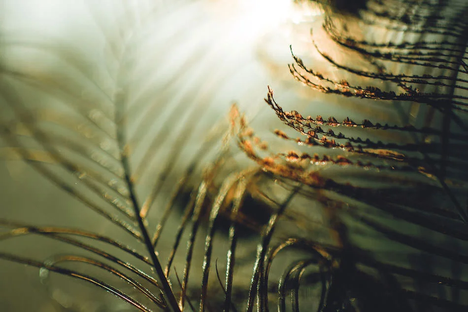 feathers1.jpg