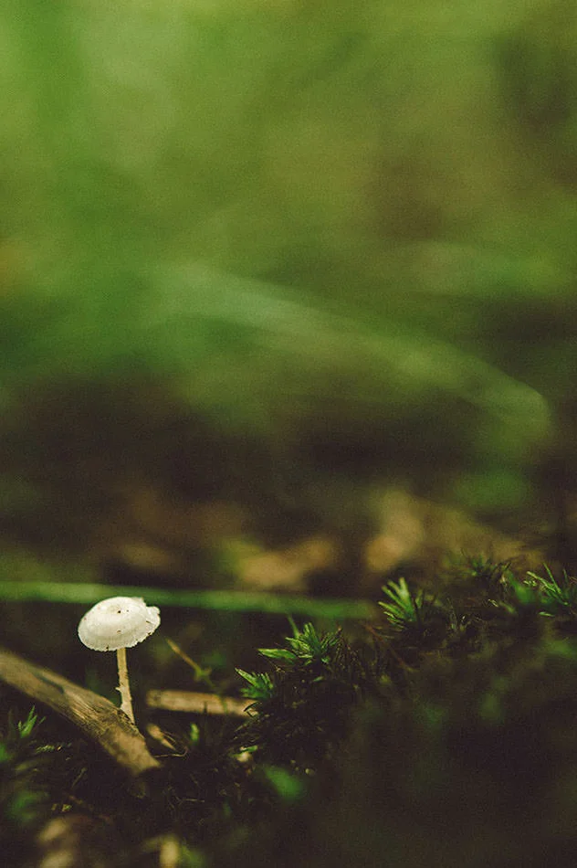 tinyshroom1.jpg