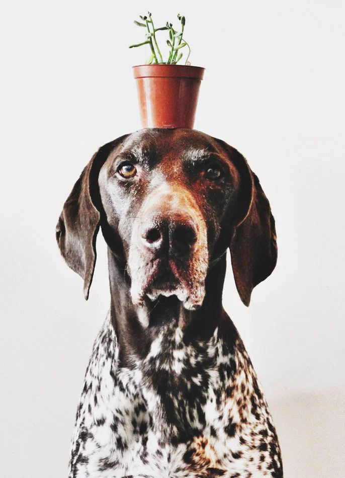 ifitwags-121.jpg