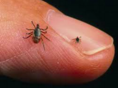 Ticks.png