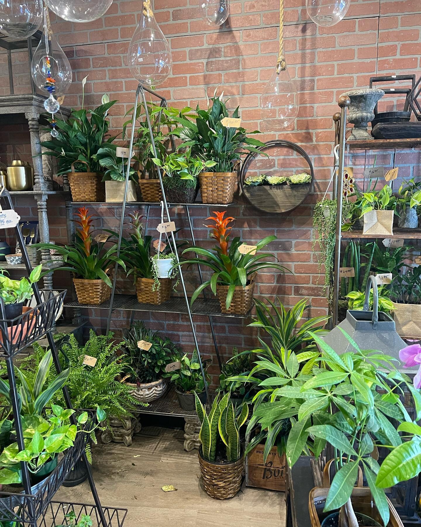 New shipment of plants just in! Beautiful mums and fall patio pots. Stop by today!#Robertsfloralsnj #fallmums #shopsmallbusiness #shoplocal #fall #beautifulfallday🍂🍁