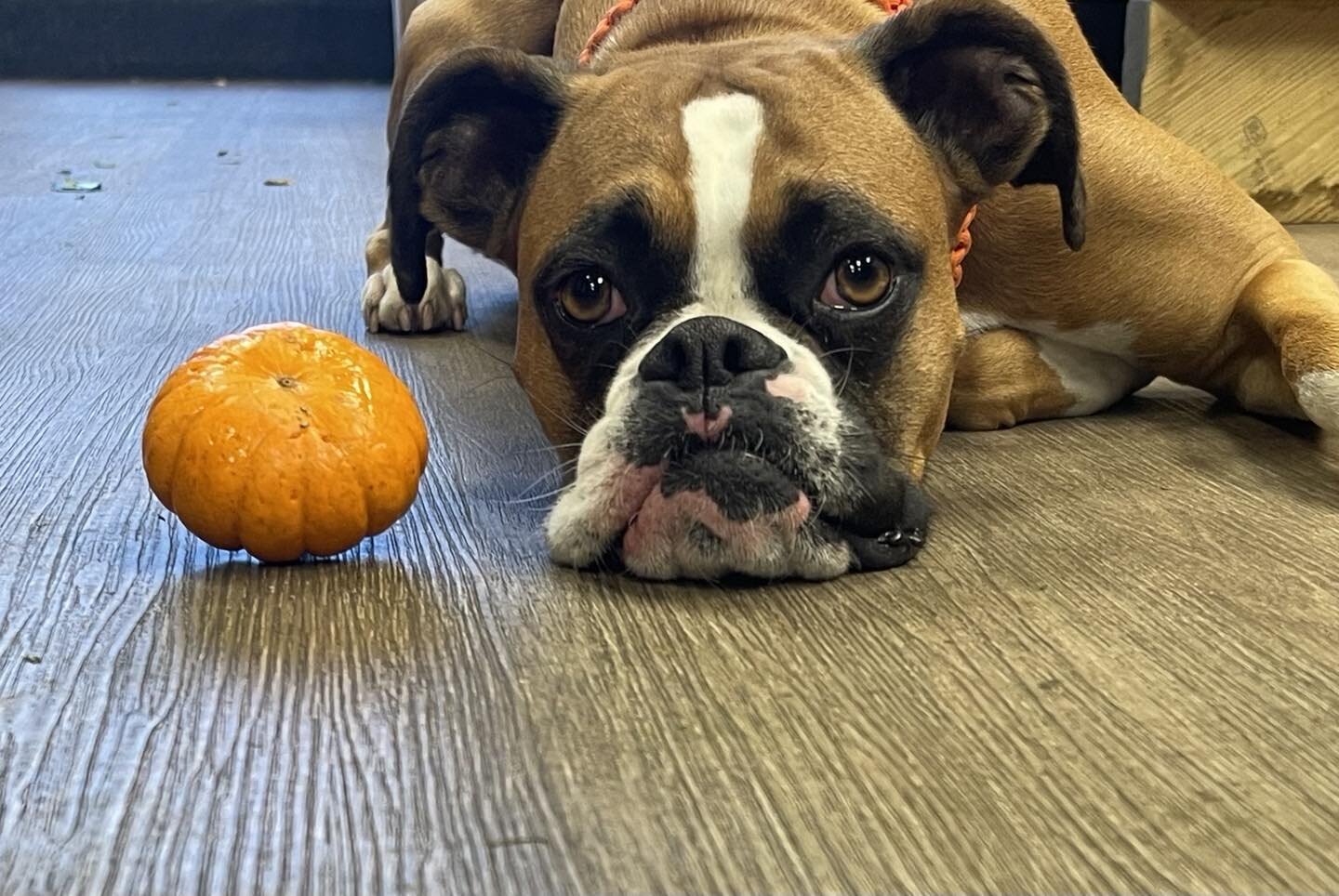 Happy Halloween from our little Pumpkin 🎃