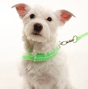 knit dog collar