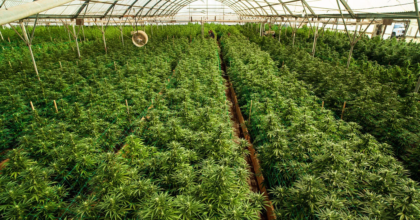 Psykedeeliset visiot avuksi psykedeelien kaupallistumisen haittojen ehkäisyssä?