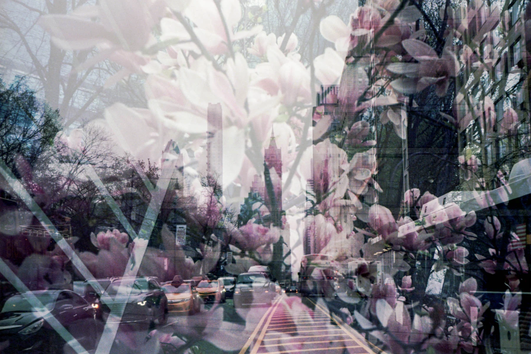 MM 533 Central Park South double scanned with magenta florals in central park
