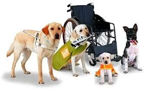 Service animals and the Law