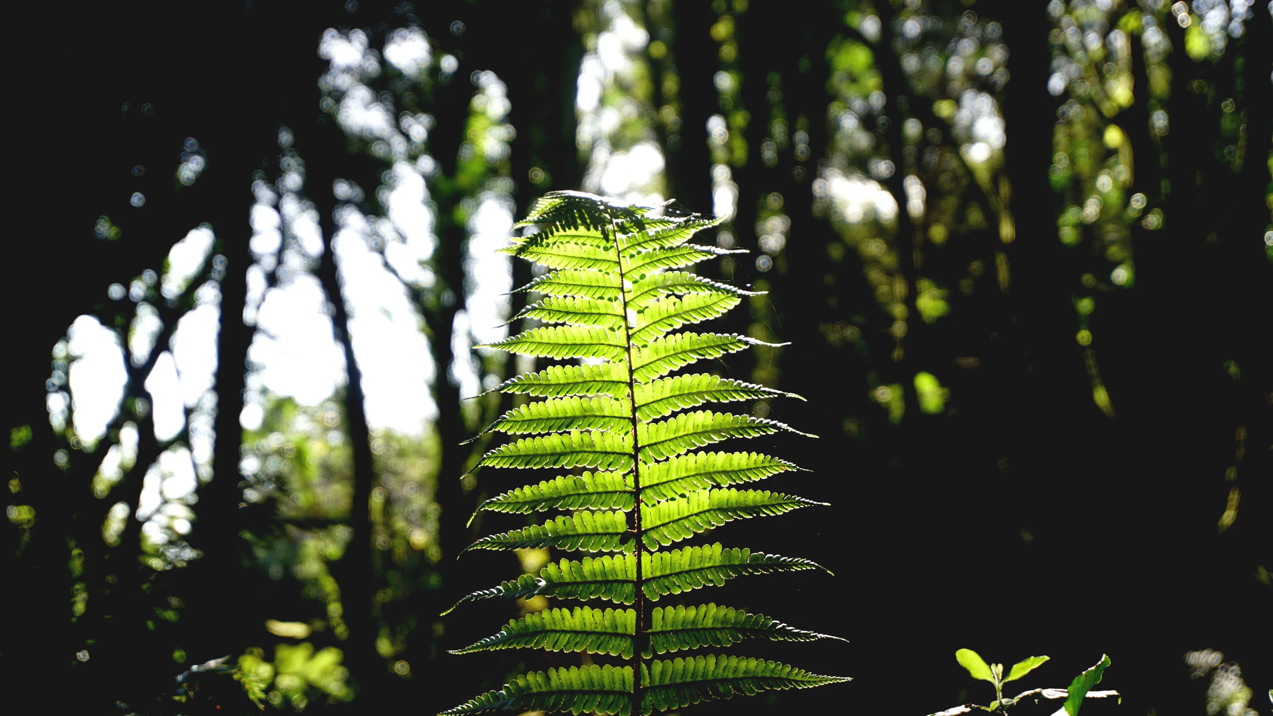 SILVA 2018 - Knockomagh Woods.JPG