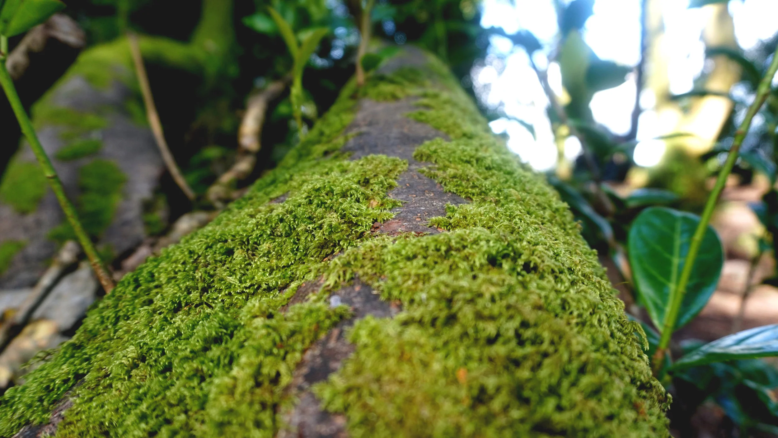 SILVA 2018 - Knockomagh Woods 2.JPG