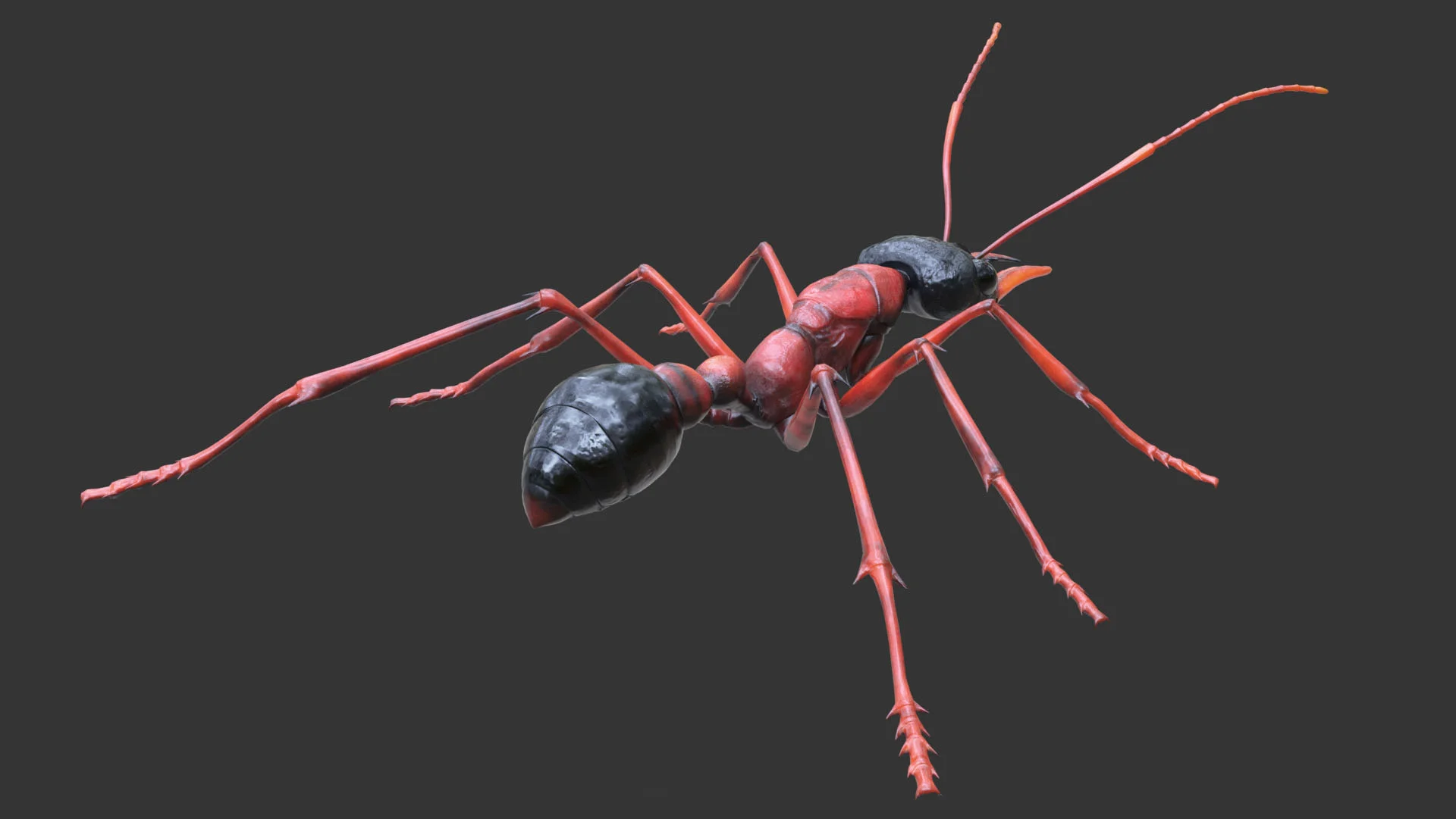 Bulldog ant 05 - melvin okoronkwo - 3D artist.jpg