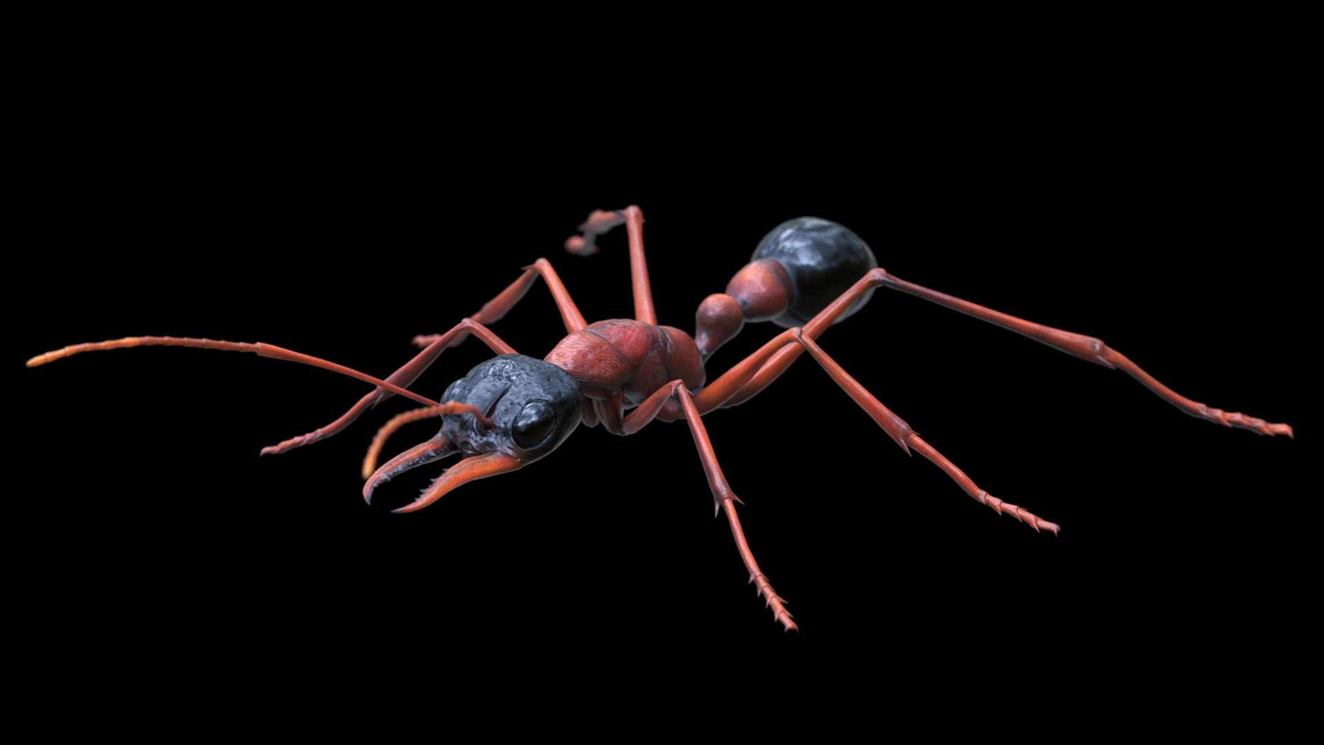Character+Design+-+Bulldog+Ant+01.jpg