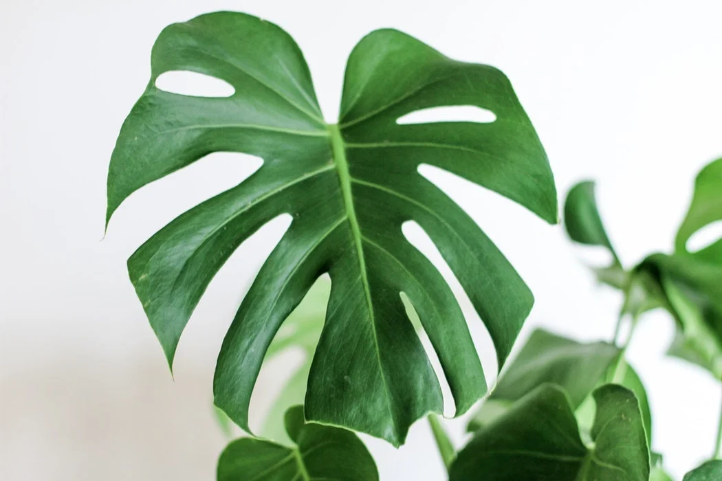 Green Leaves on White.jpg
