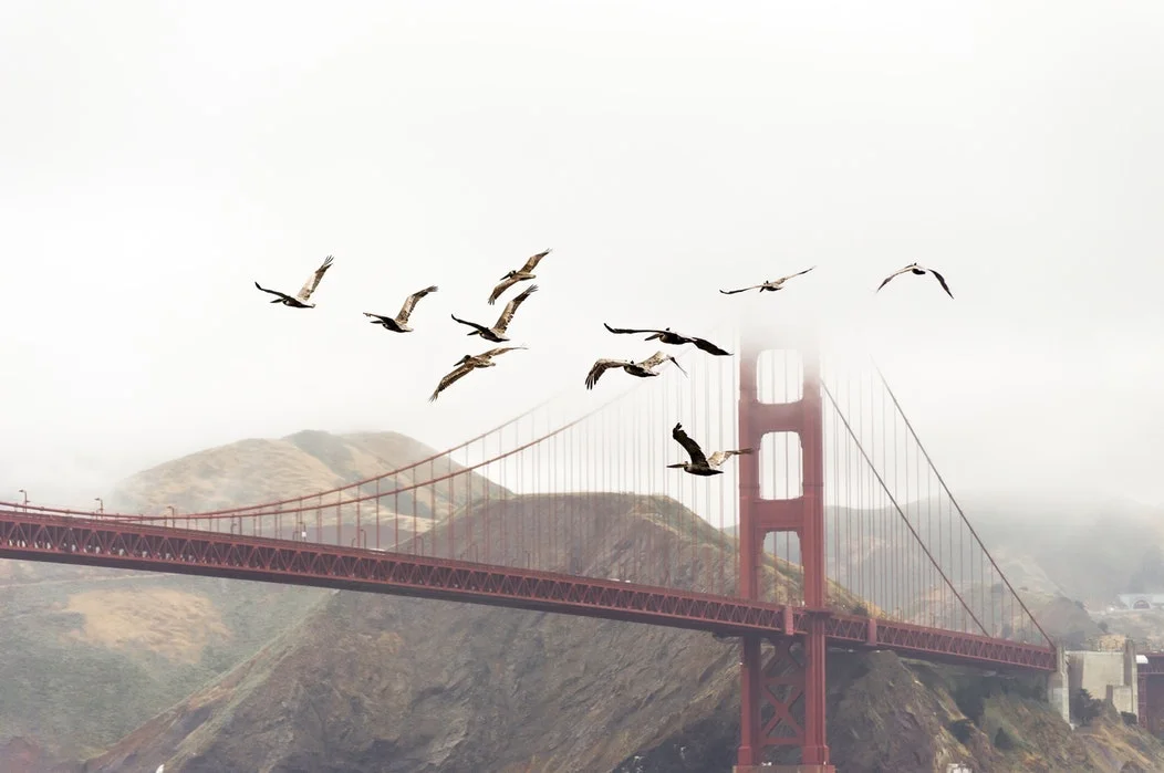 Seaguls and Golden Gate Bridge.jpg