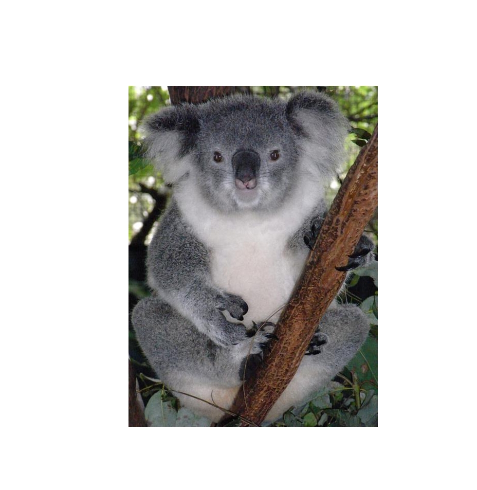 koala.jpg