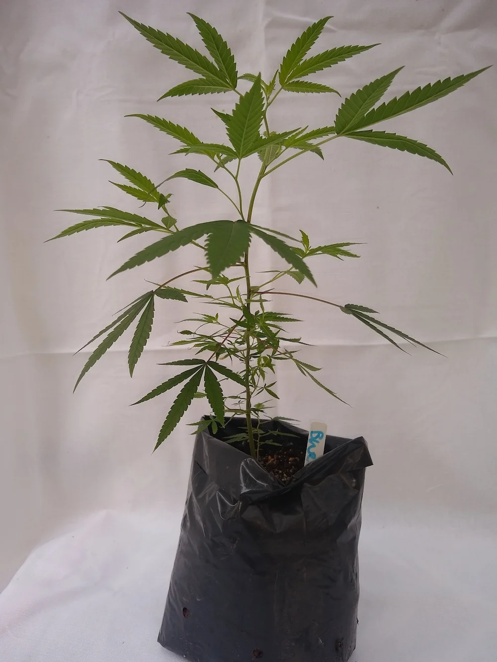 Bubba Cookies - Hybrid Genetics - (Bubba Kush x Girl Scout Cookies) Pre-teen staged and pre-rooted in rock wool, planted in organic soil Suggested retail - $25 each