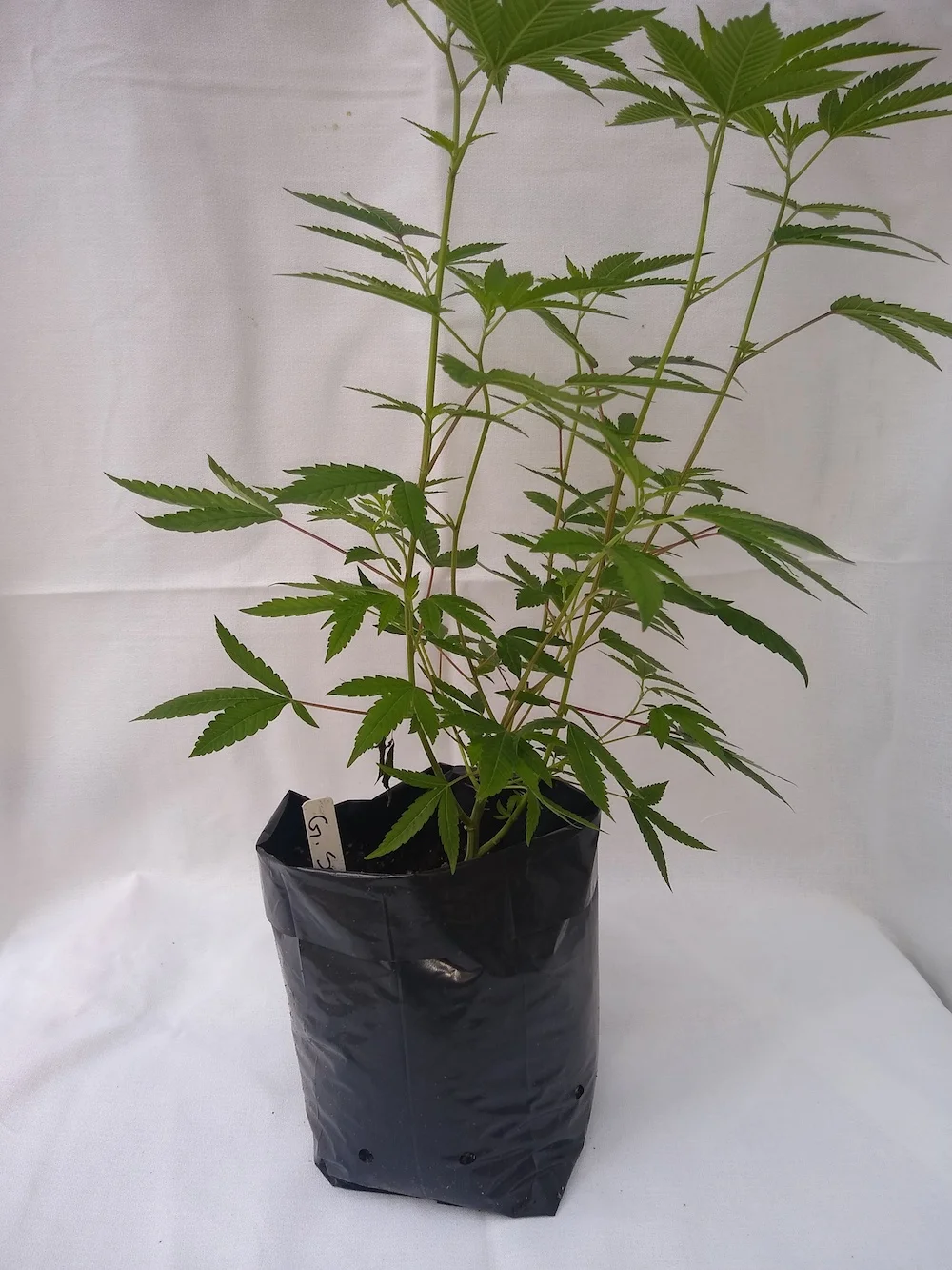 Gorilla Sap - Hybrid Genetics - (Gorilla Glue x ?) Pre-teen staged and pre-rooted in rock wool, planted in organic soil Suggested retail - $25 each