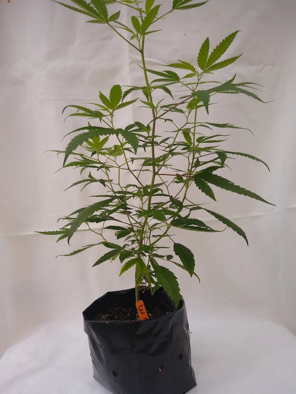 White Strawberry - Sativa/Hybrid Genetics - (The White x Strawberry Cough) Pre-teen staged and pre-rooted in rock wool, planted in organic soil Suggested retail - $25 each