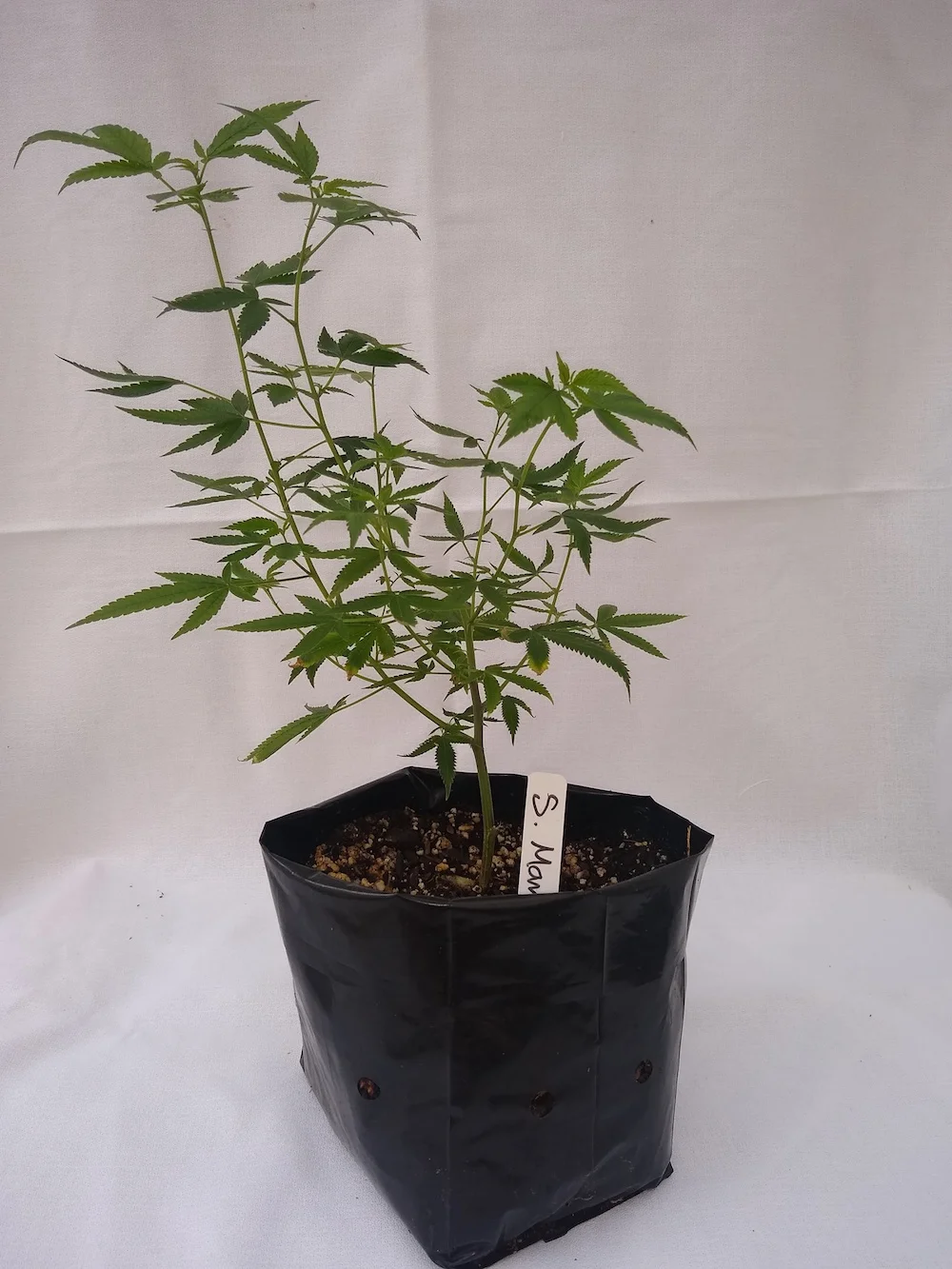 Superman OG - Indica/Hybrid Genetics - (Tahoe OG x Bubba Kush) Pre-teen staged and pre-rooted in rock wool, planted in organic soil Suggested retail - $25 each