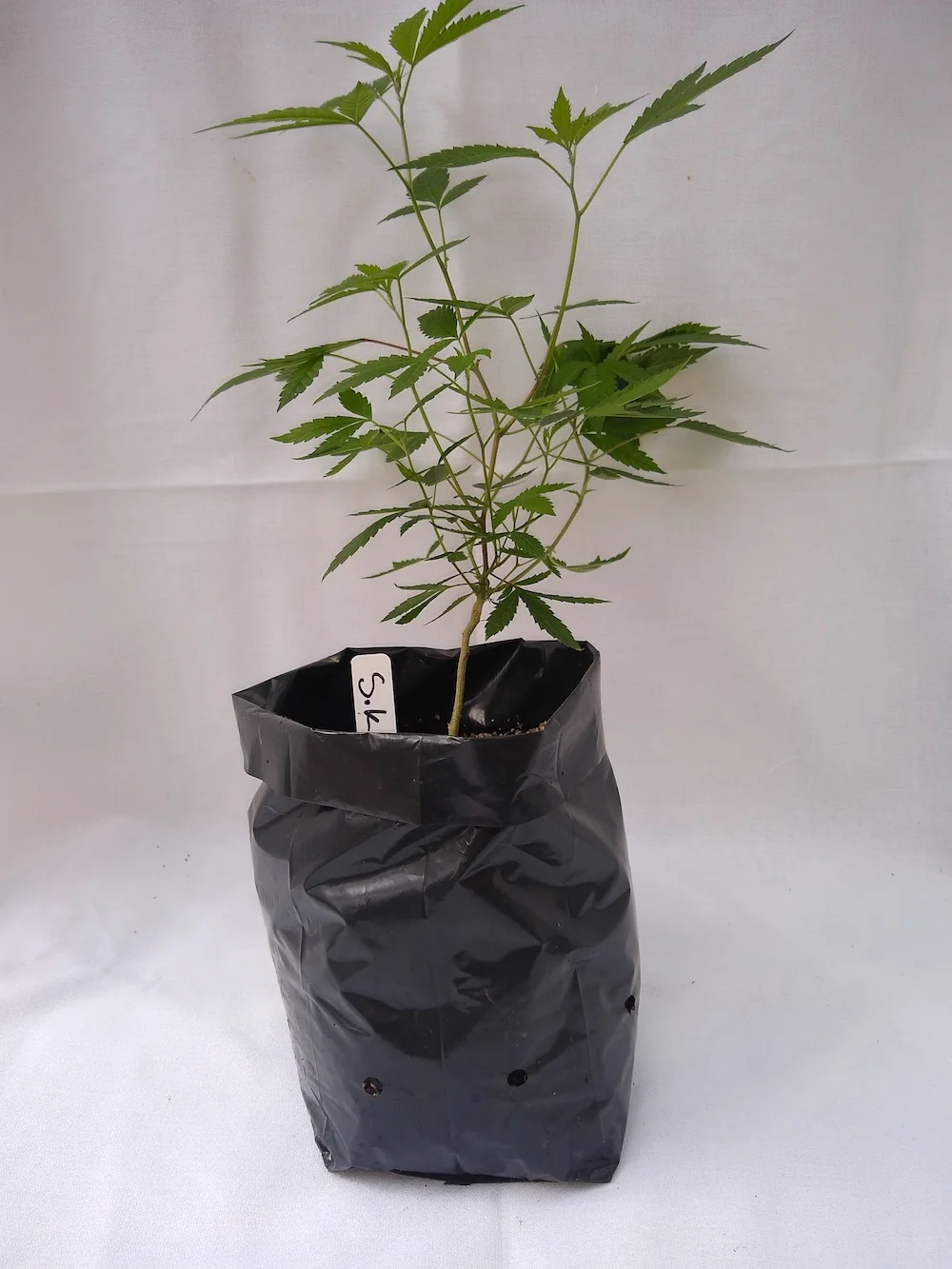 Sour Kush - Hybrid Genetics - (OG Kush x Sour Diesel) Pre-teen staged and pre-rooted in rock wool, planted in organic soil Suggested retail - $25 each