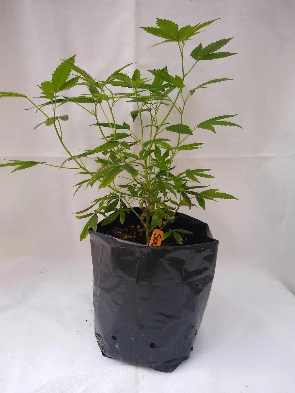 Sour Diesel - Sativa Genetics - (Chemdawg 91 x Super Skunk) Pre-teen staged and pre-rooted in rock wool, planted in organic soil Suggested retail - $25 each
