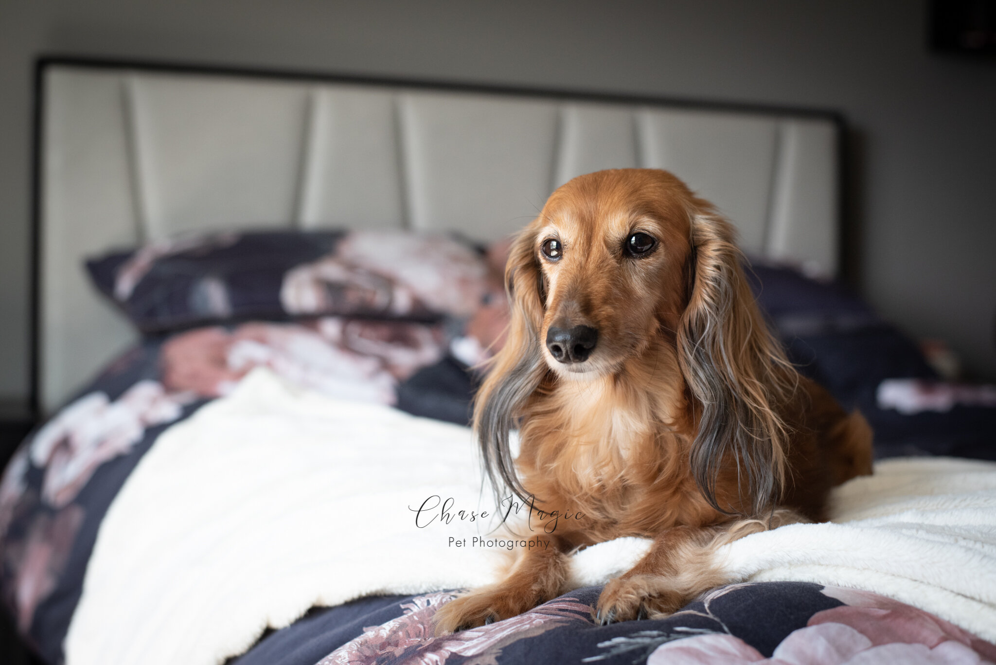 a beautiful long hair dog sitting on the bed enjoying the sun coming through the window