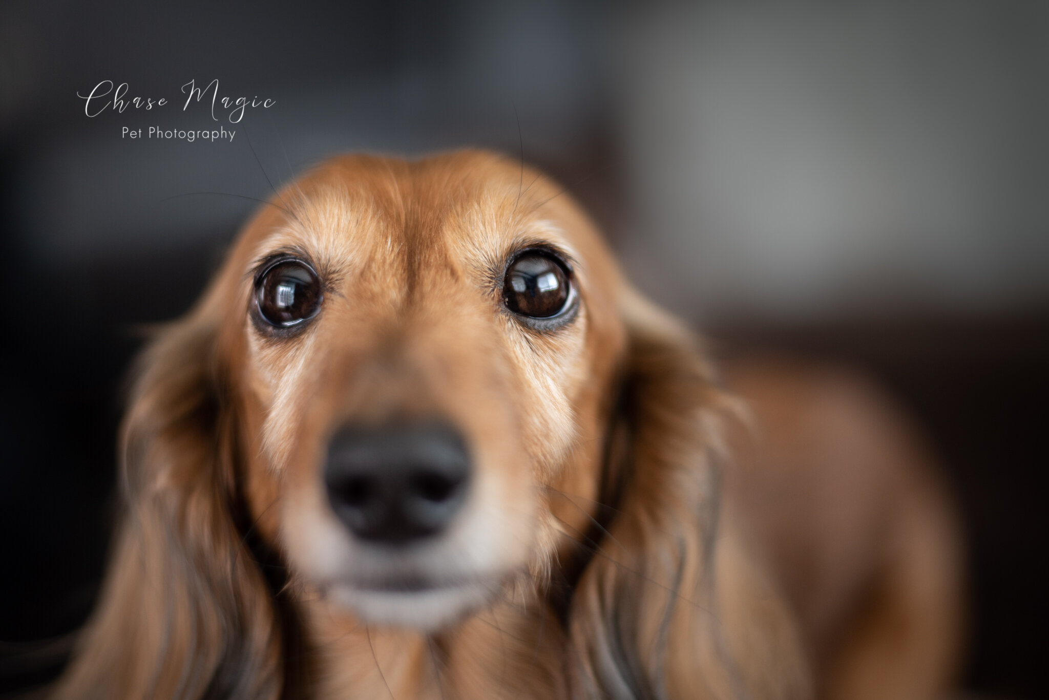 closeup of a beautiful long brown hair dog with big eyes