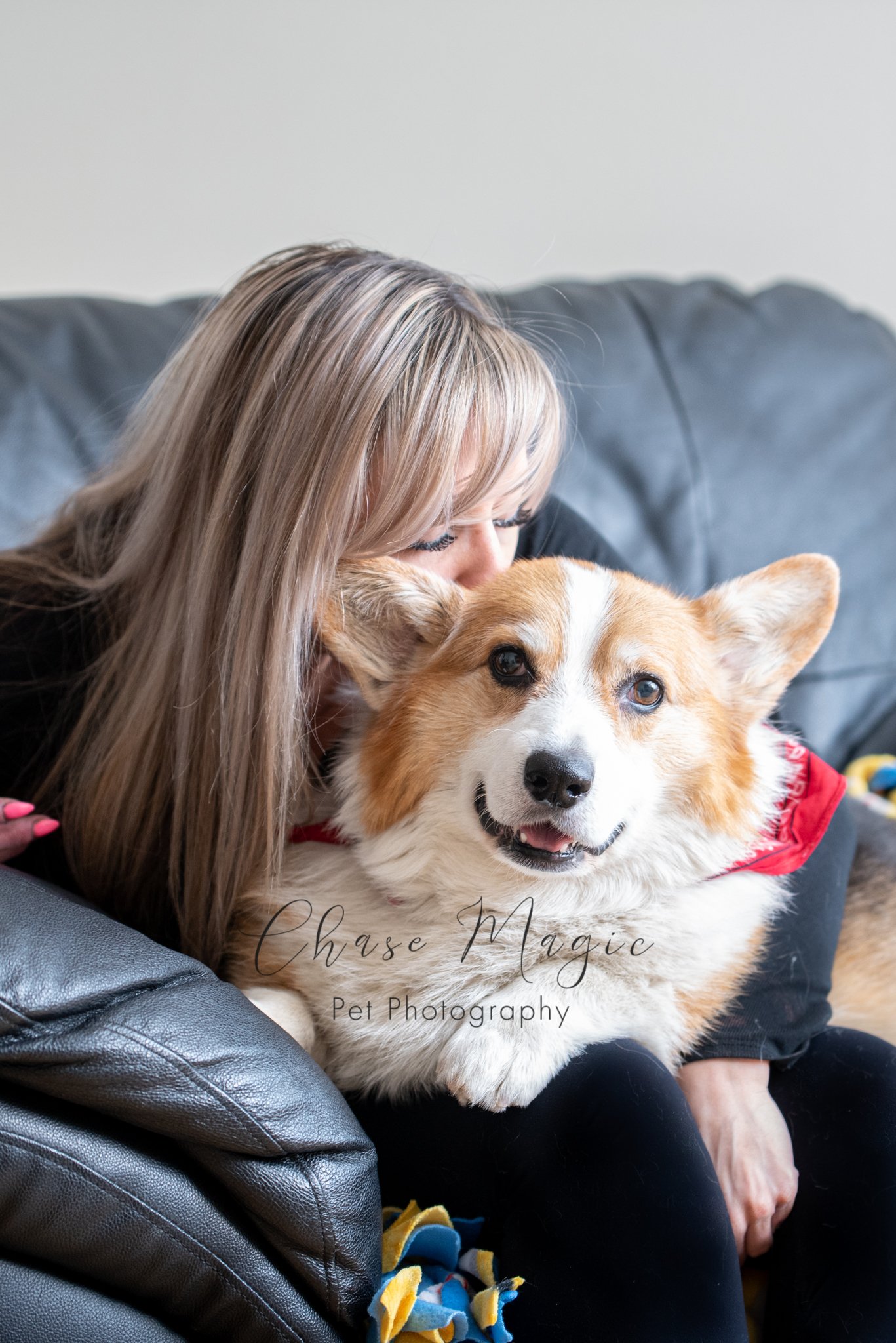 Fluffy Corgi getting kisses from its owner on the sofa couch