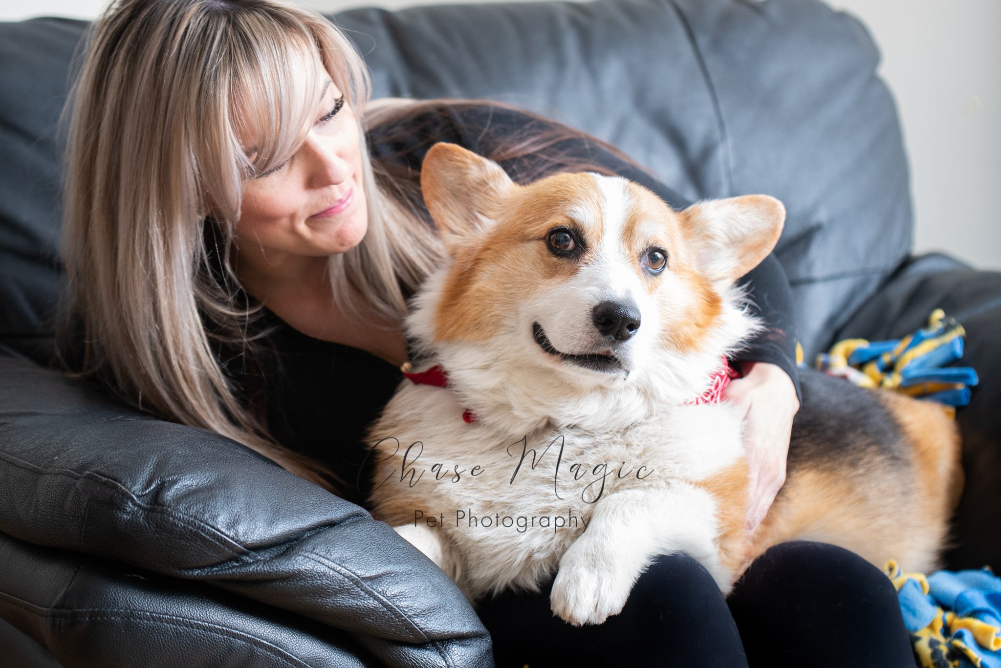 Fluffy Corgi cuddling with its owner on the sofa couch
